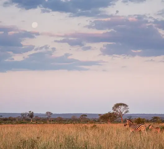 A zebra and foal standing together at sunset on the African savannah