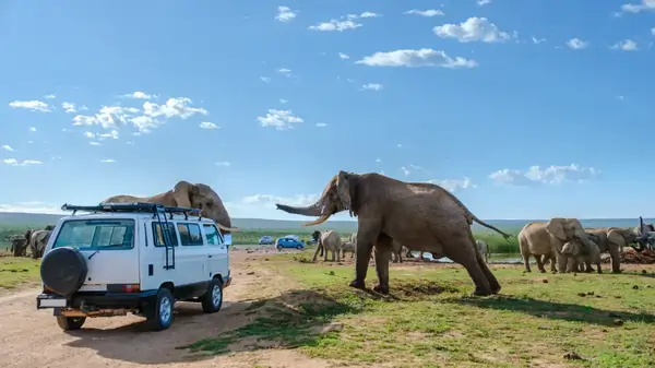 family of elephants at Addo Elephant Park