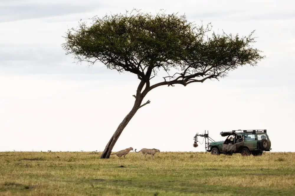 professional crew filming wildlife